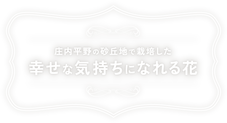 庄内平野の砂丘地で栽培した、幸せな気持ちになれる花