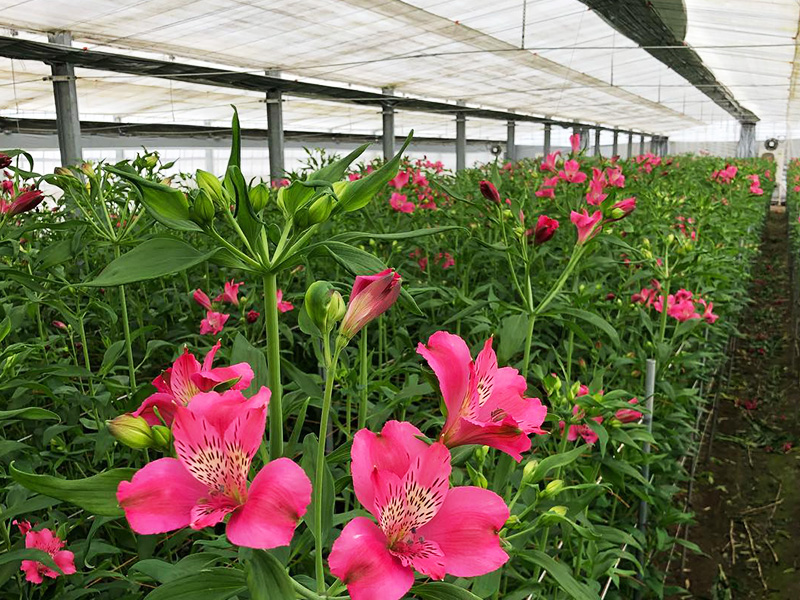 生花・切り花の栽培・販売